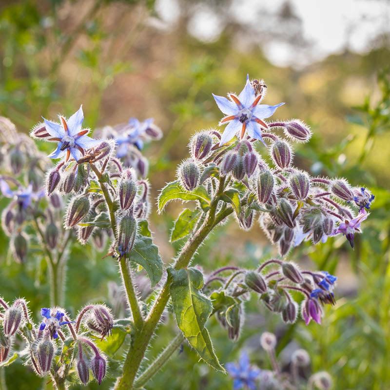 Organic Borage (1/4 lb) Peaceful Valley