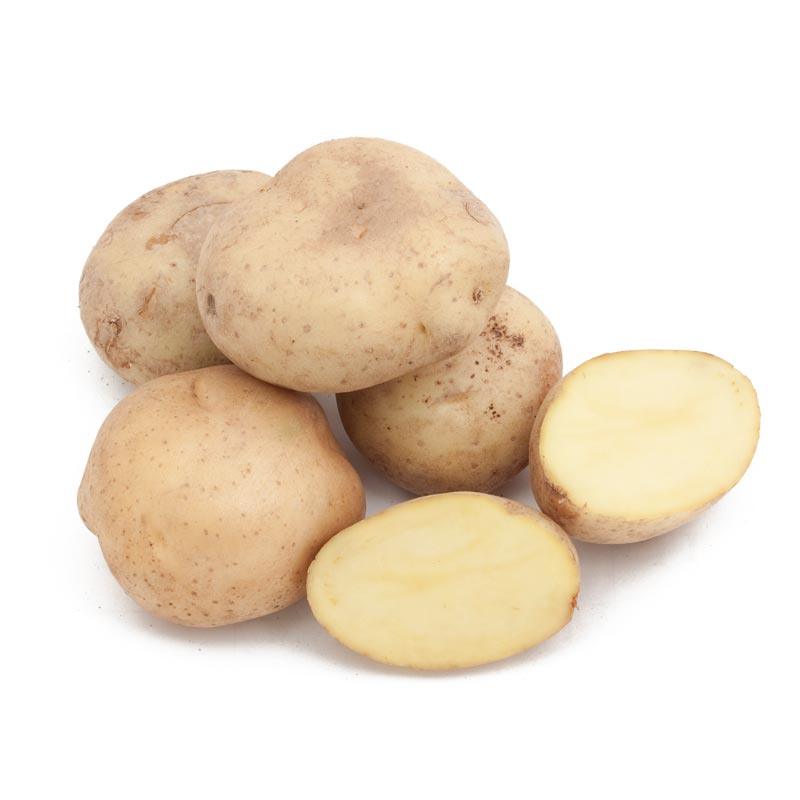 Yellow Finn Potato (Organic) Grow Organic