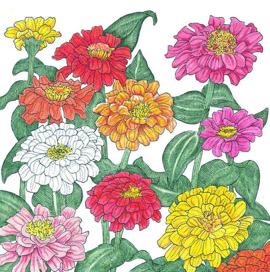 Zinnia, California Mix (1/4 lb) Peaceful Valley